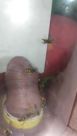 pain cbt insertion bdsm extrem pervers wasp