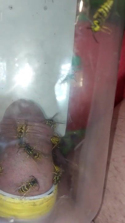 pain cbt insertion bdsm extrem pervers wasp