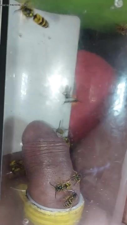 pain cbt insertion bdsm extrem pervers wasp