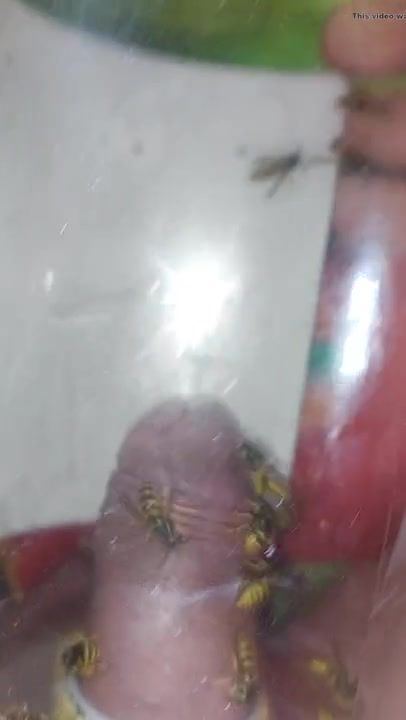 pain cbt insertion bdsm extrem pervers wasp