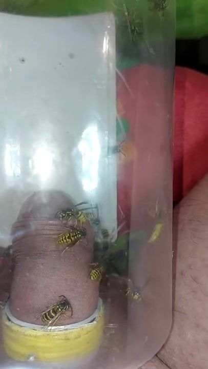 pain cbt insertion bdsm extrem pervers wasp