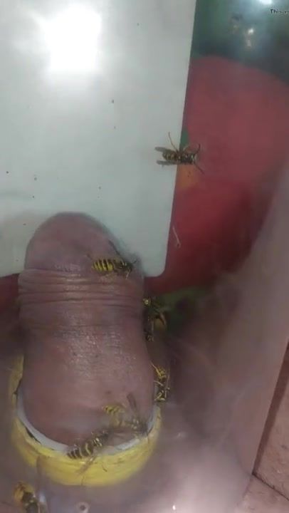 pain cbt insertion bdsm extrem pervers wasp